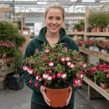 1 Large Plant - Upright Fuchsia Fuchsita Red & White, Outdoor Garden Ready, 2L - Frankton's