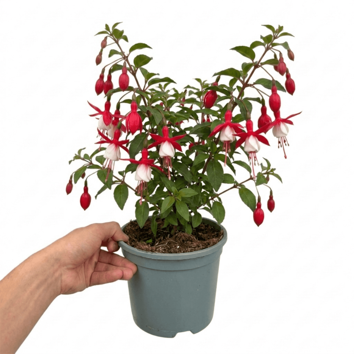 1 Large Plant - Upright Fuchsia Fuchsita Red & White, Outdoor Garden Ready, 2L - Frankton's
