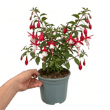 1 Large Plant - Upright Fuchsia Fuchsita Red & White, Outdoor Garden Ready, 2L - Frankton's