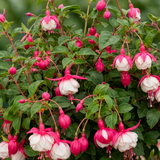 1 Large Plant - Upright Fuchsia Fuchsita Red & White, Outdoor Garden Ready, 2L - Frankton's