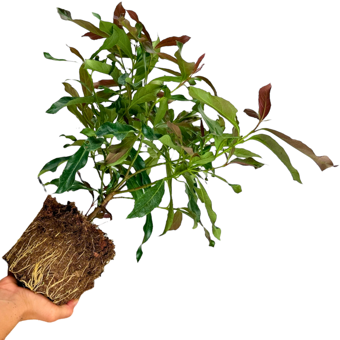 1 Large Plant - Viburnum Coppertop, Ready to Plant in Your Garden, 3L Rootball - Frankton's