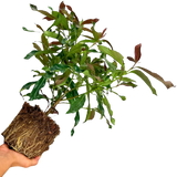 1 Large Plant - Viburnum Coppertop, Ready to Plant in Your Garden, 3L Rootball - Frankton's