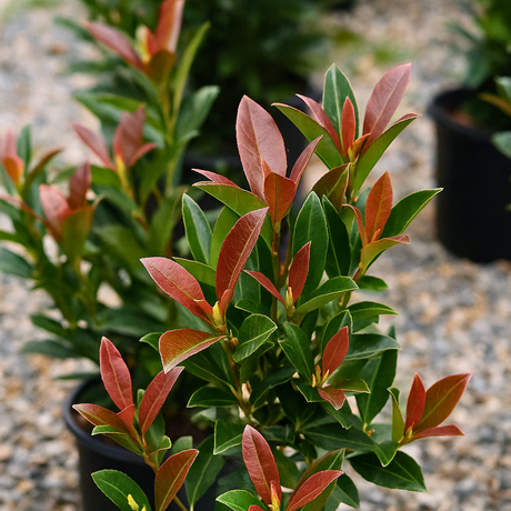 1 Large Plant - Viburnum Coppertop, Ready to Plant in Your Garden, 3L Rootball - Frankton's