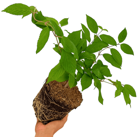 1 Large Plant - Viburnum Mariesii, Ready to Plant in Your Garden, 3L Rootball - Frankton's
