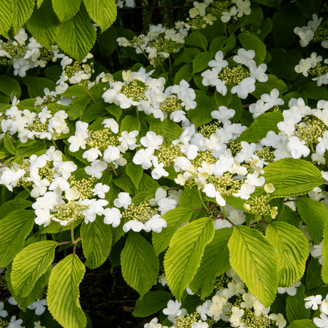 1 Large Plant - Viburnum Mariesii, Ready to Plant in Your Garden, 3L Rootball - Frankton's