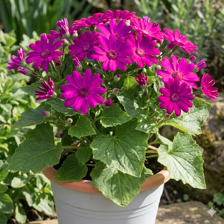 1 Large Senetti Plant - Pericallis Pop Epic Cerise, Bright Summer Flowering, 6.5 Litre Root-Ball - Frankton's