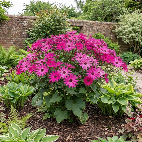 1 Large Senetti Plant - Pericallis Pop Epic Cerise, Bright Summer Flowering, 6.5 Litre Root-Ball - Frankton's