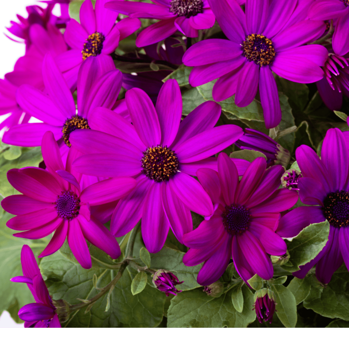 1 Large Senetti Plant - Pericallis Pop Epic Cerise, Bright Summer Flowering, 6.5 Litre Root-Ball - Frankton's