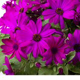1 Large Senetti Plant - Pericallis Pop Epic Cerise, Bright Summer Flowering, 6.5 Litre Root-Ball - Frankton's