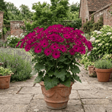 1 Large Senetti Plant - Pericallis Pop Epic Cerise, Bright Summer Flowering, 6.5 Litre Root-Ball - Frankton's