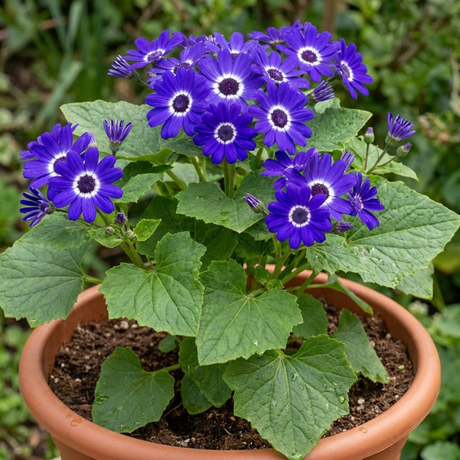 1 Large Senetti Violet Pericallis Plant, Spring Flowering, Outdoor Garden Ready, 6.5L Root-Ball - Frankton's