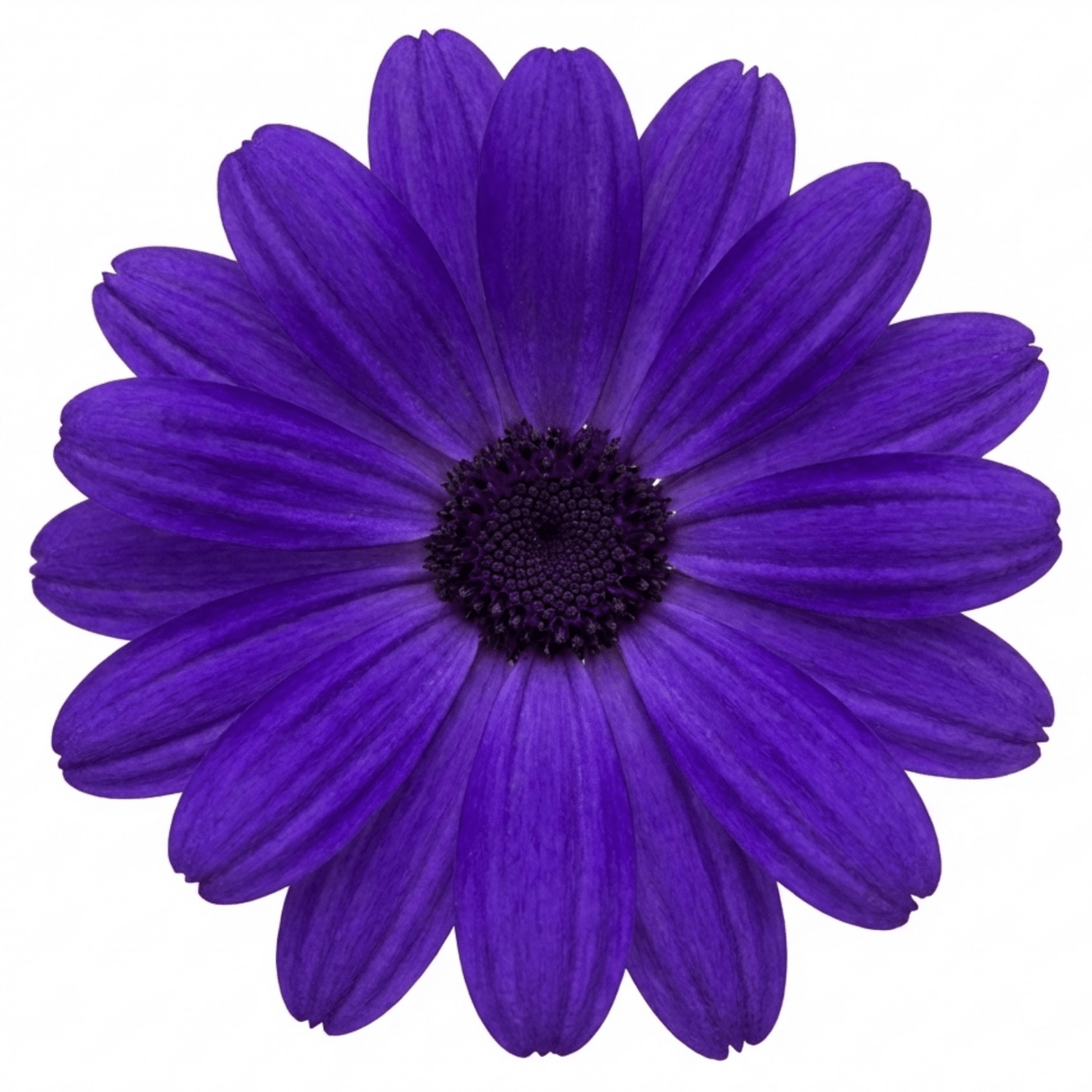1 Large Senetti Violet Pericallis Plant, Spring Flowering, Outdoor Garden Ready, 6.5L Root-Ball - Frankton's