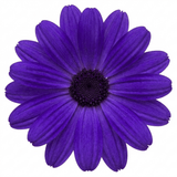 1 Large Senetti Violet Pericallis Plant, Spring Flowering, Outdoor Garden Ready, 6.5L Root-Ball - Frankton's