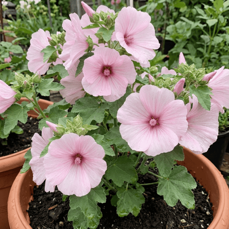 1 Lavatera Barnsley Baby Hardy Mallow Plant, Outdoor Garden Ready Flowering Shrub, 17cm Root-Ball - Frankton's