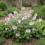 1 Lavatera Barnsley Baby Hardy Mallow Plant, Outdoor Garden Ready Flowering Shrub, 17cm Root-Ball - Frankton's