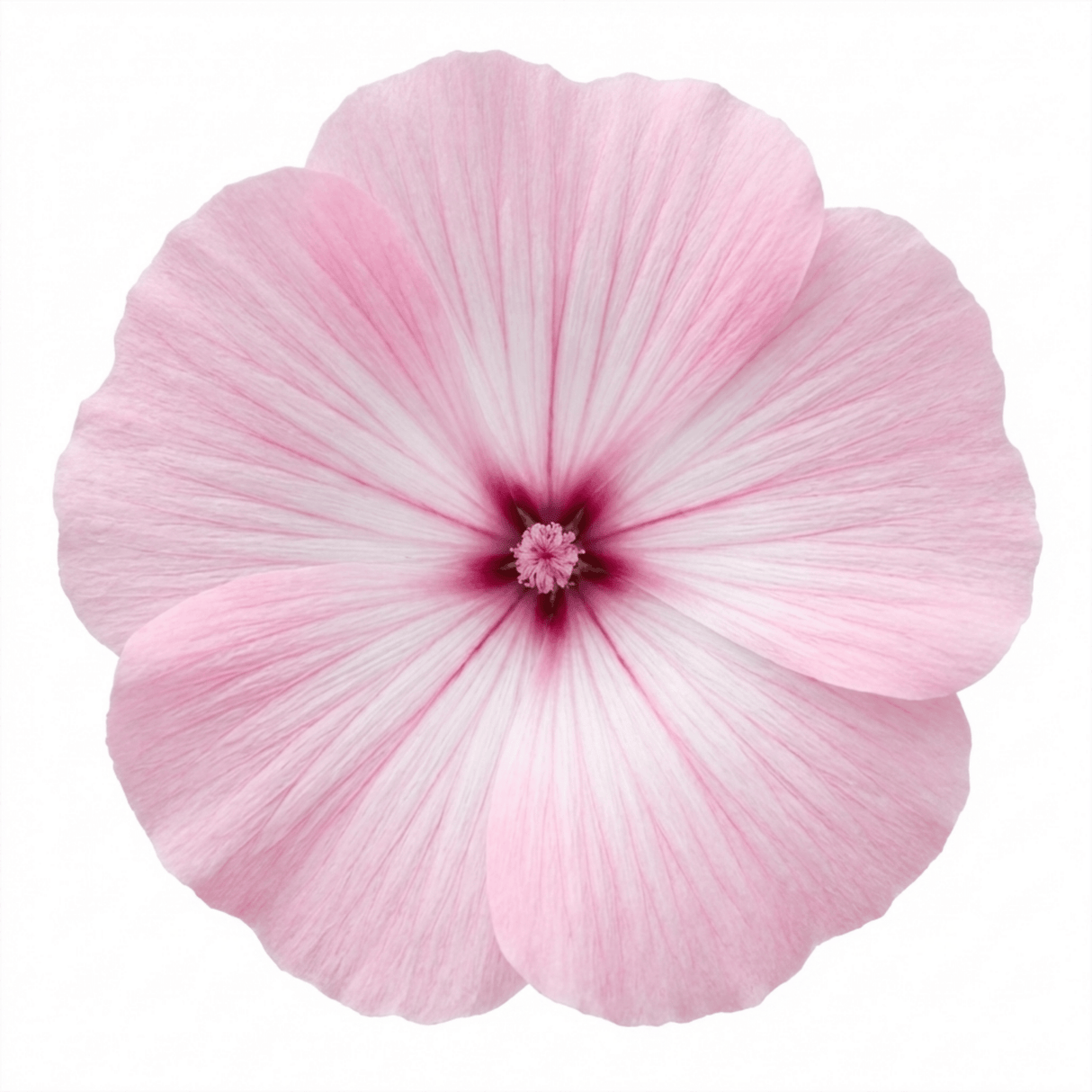 1 Lavatera Barnsley Baby Hardy Mallow Plant, Outdoor Garden Ready Flowering Shrub, 17cm Root-Ball - Frankton's