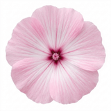 1 Lavatera Barnsley Baby Hardy Mallow Plant, Outdoor Garden Ready Flowering Shrub, 17cm Root-Ball - Frankton's