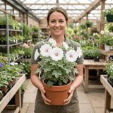 1 Lavatera Barnsley Baby Hardy Mallow Plant, Outdoor Garden Ready Flowering Shrub, 17cm Root-Ball - Frankton's
