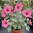 1 Lavatera Bredon Springs Tree Mallow, Hardy Pink Flowering Perennial Garden Shrub, 2L Root Ball - Frankton's