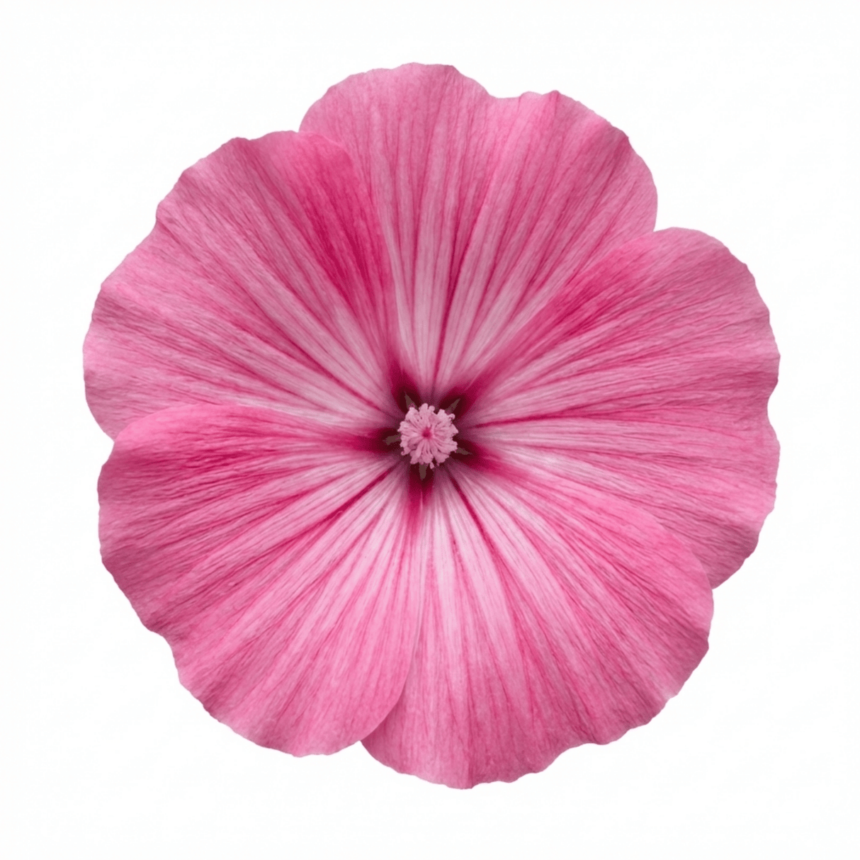 1 Lavatera Bredon Springs Tree Mallow, Hardy Pink Flowering Perennial Garden Shrub, 2L Root Ball - Frankton's