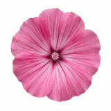 1 Lavatera Bredon Springs Tree Mallow, Hardy Pink Flowering Perennial Garden Shrub, 2L Root Ball - Frankton's