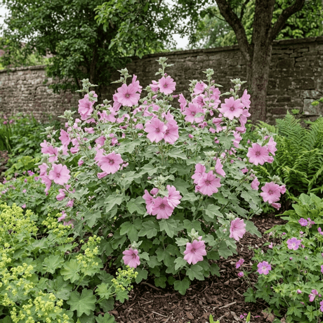 1 Lavatera Bredon Springs Tree Mallow, Hardy Pink Flowering Perennial Garden Shrub, 2L Root Ball - Frankton's