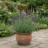 1 Lavender Essence Purple Hardy Perennial Plant, Fragrant Bee Friendly Garden Shrub, 2 Litre Root Ball - Frankton's