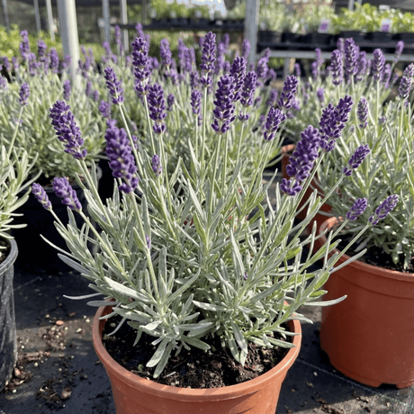 1 Lavender Essence Purple Hardy Perennial Plant, Fragrant Bee Friendly Garden Shrub, 2 Litre Root Ball - Frankton's