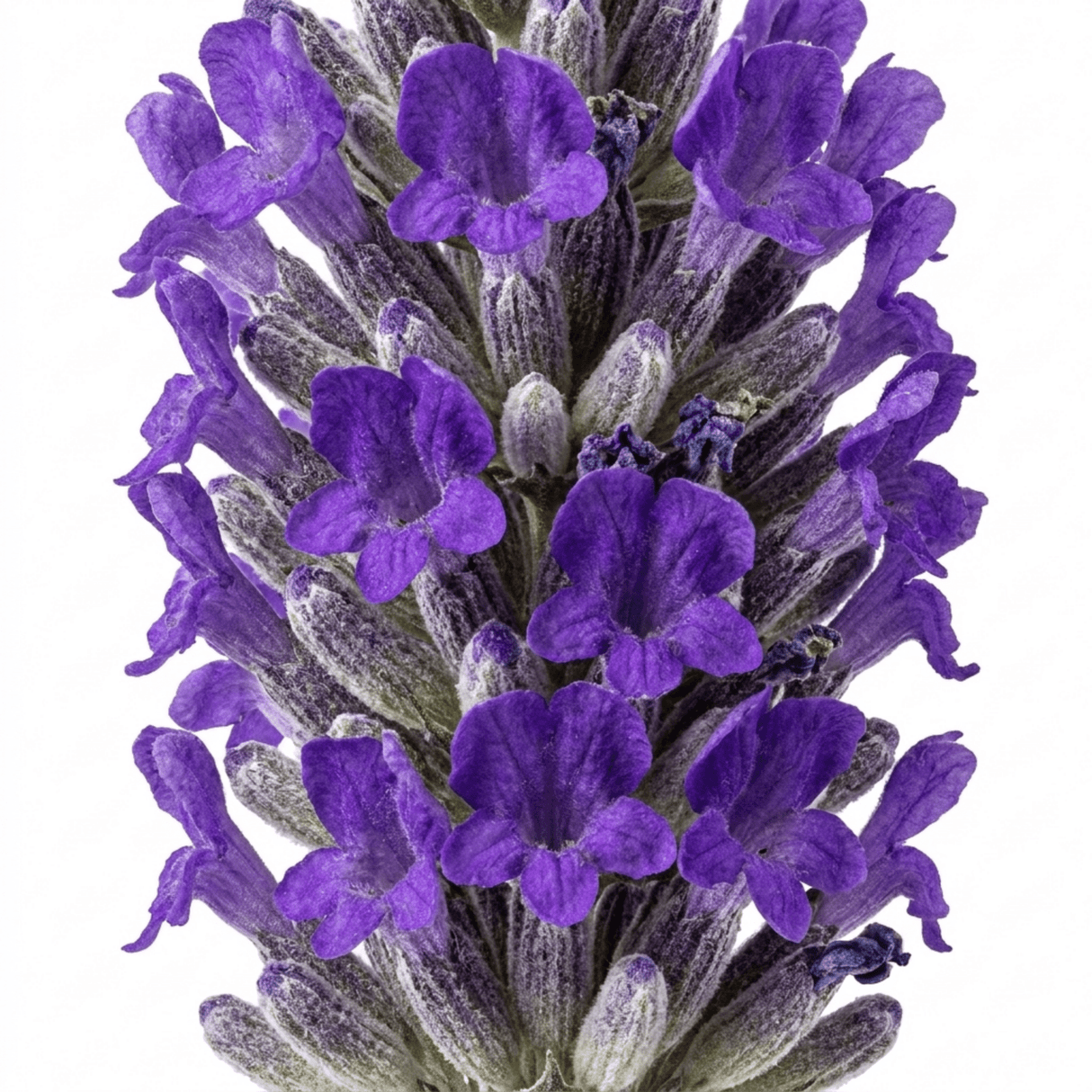 1 Lavender Essence Purple Hardy Perennial Plant, Fragrant Bee Friendly Garden Shrub, 2 Litre Root Ball - Frankton's