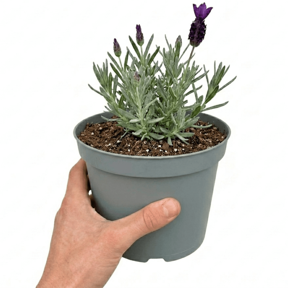 1 Lavender Essence Purple Hardy Perennial Plant, Fragrant Bee Friendly Garden Shrub, 2 Litre Root Ball - Frankton's