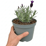 1 Lavender Essence Purple Hardy Perennial Plant, Fragrant Bee Friendly Garden Shrub, 2 Litre Root Ball - Frankton's