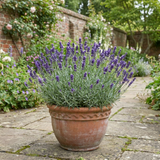 1 Lavender Hidcote Blue Plant, Fragrant Hardy Perennial Lavender Bush, Garden Ready, 5 Litre Root Ball - Frankton's