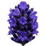 1 Lavender Hidcote Blue Plant, Fragrant Hardy Perennial Lavender Bush, Garden Ready, 5 Litre Root Ball - Frankton's