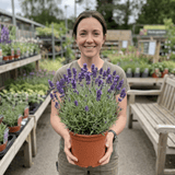 1 Lavender Hidcote Blue Plant, Fragrant Hardy Perennial Lavender Bush, Garden Ready, 5 Litre Root Ball - Frankton's