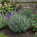 1 Lavender Hidcote Blue Plant, Fragrant Hardy Perennial Lavender Bush, Garden Ready, 5 Litre Root Ball - Frankton's