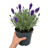 1 Lavender Hidcote Blue Plant, Fragrant Hardy Perennial Lavender Bush, Garden Ready, 5 Litre Root Ball - Frankton's