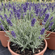 1 Lavender Hidcote Blue Plant, Fragrant Hardy Perennial Lavender Bush, Garden Ready, 5 Litre Root Ball - Frankton's
