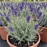 1 Lavender Hidcote Blue Plant, Fragrant Hardy Perennial Lavender Bush, Garden Ready, 5 Litre Root Ball - Frankton's