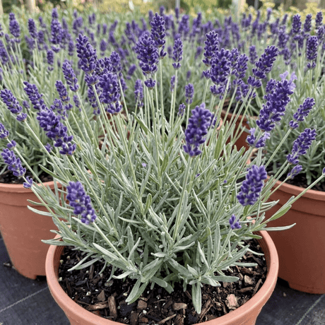 1 Lavender Hidcote Blue Plant, Fragrant Hardy Perennial Lavender Bush, Garden Ready, 5 Litre Root Ball - Frankton's