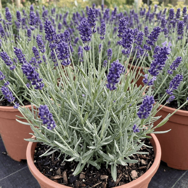1 Lavender Hidcote Blue Plant, Fragrant Hardy Perennial Lavender Bush, Garden Ready, 5 Litre Root Ball - Frankton's