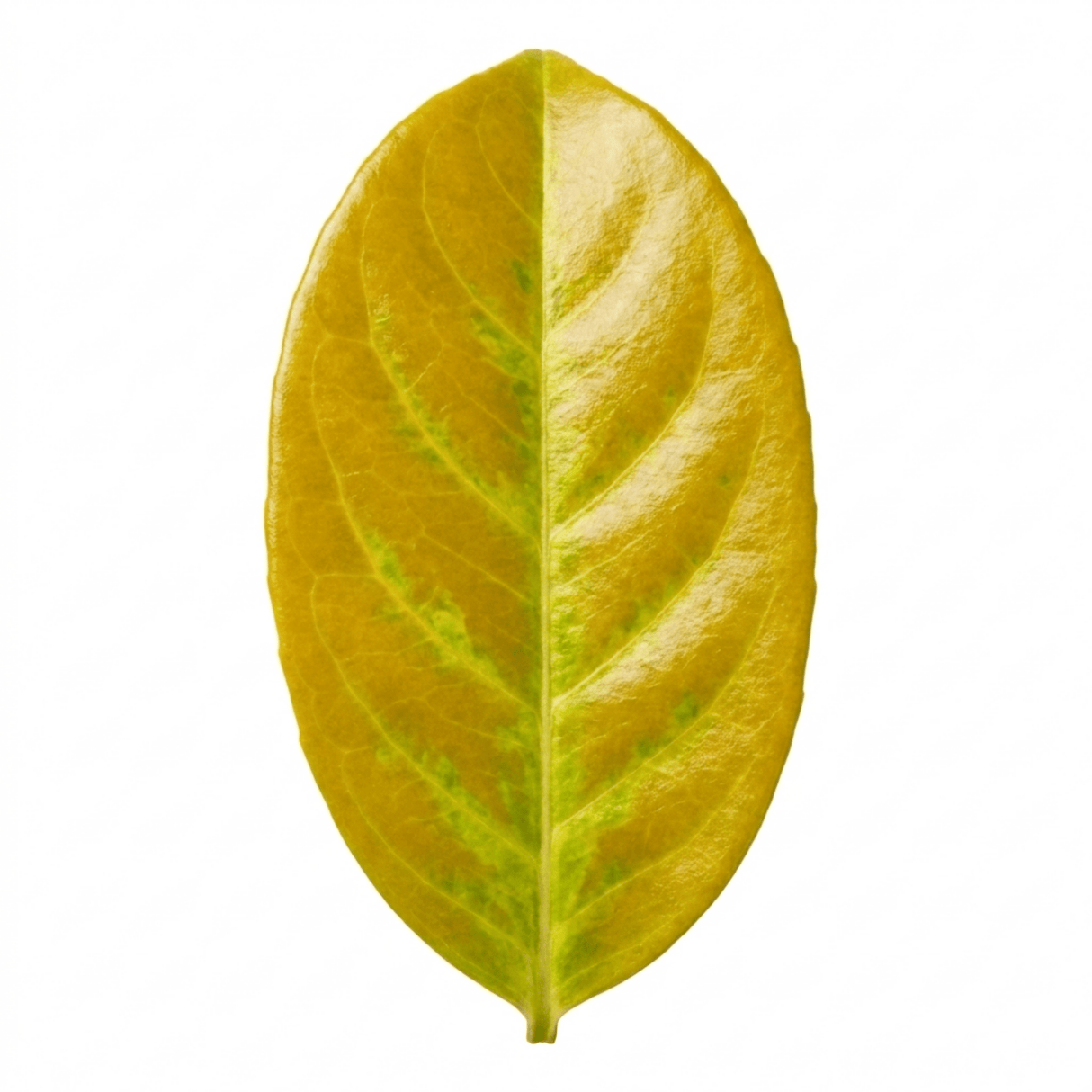 1 Ligustrum Aureum Golden Privet Hedge Plant, Evergreen Garden Ready, 7.5 Litre Root Ball - Frankton's