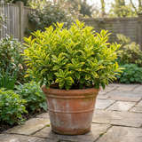 1 Ligustrum Aureum Golden Privet Hedge Plant, Evergreen Garden Ready, 7.5 Litre Root Ball - Frankton's