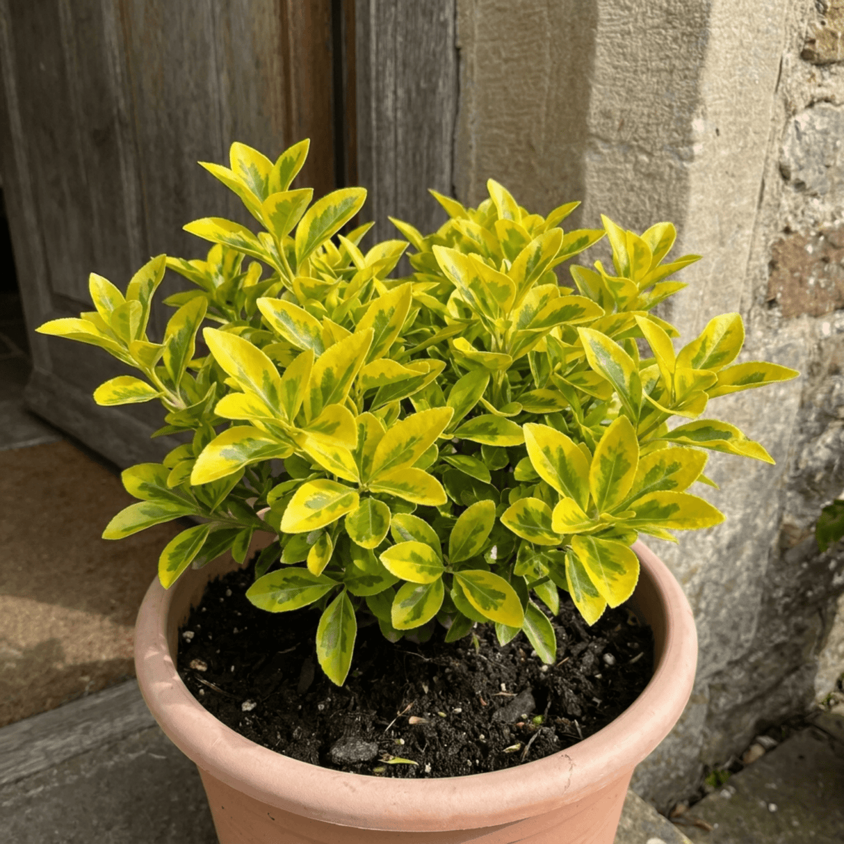 1 Ligustrum Aureum Golden Privet Hedge Plant, Evergreen Garden Ready, 7.5 Litre Root Ball - Frankton's