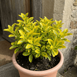 1 Ligustrum Aureum Golden Privet Hedge Plant, Evergreen Garden Ready, 7.5 Litre Root Ball - Frankton's