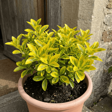 1 Ligustrum Aureum Golden Privet Hedge Plant, Evergreen Garden Ready, 7.5 Litre Root Ball - Frankton's
