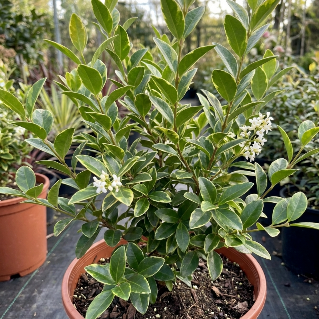 1 Ligustrum Muster Privet Hedging Plant, Fast Growing Evergreen Privacy Hedge, 19cm/3L Root Ball - Frankton's