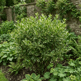 1 Ligustrum Muster Privet Hedging Plant, Fast Growing Evergreen Privacy Hedge, 19cm/3L Root Ball - Frankton's