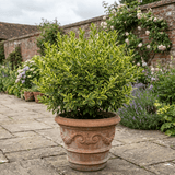 1 Ligustrum Muster Privet Hedging Plant, Fast Growing Evergreen Privacy Hedge, 19cm/3L Root Ball - Frankton's