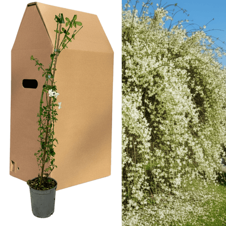 1 Live Outdoor Garden Ready Common Jasmine Plant - Jasminum officinale, 2L Pot - Frankton's