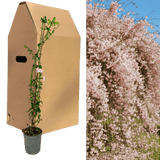 1 Live Outdoor Garden Ready Pink Jasmine Plant - Jasminum x stephanense, 2L Pot - Frankton's